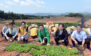 이마트 토종 배추 종자 육성 행사