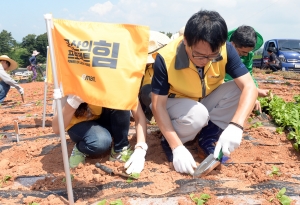 이마트 토종 배추 종자 육성 행사