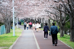 부산 삼락생태공원 벚꽃