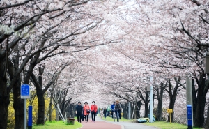 부산 삼락생태공원 벚꽃