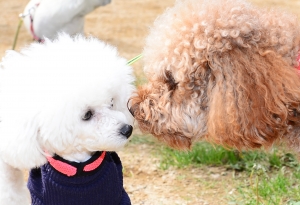 보라매공원 반려견 놀이터 개장식