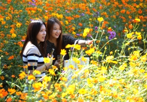 사진