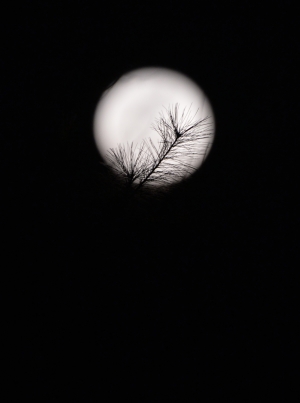 정월대보름 보름달