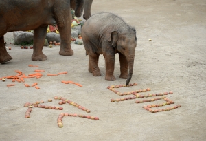 서울대공원 동물원 코끼리 희망이 돌잔치