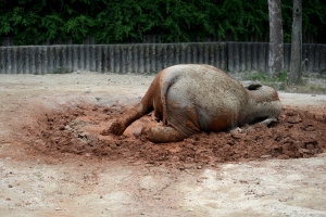서울대공원 동물원 코끼리 희망이 돌잔치