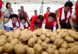 자유한국당 감자 수확 봉사활동