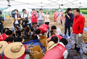 자유한국당 감자 수확 봉사활동