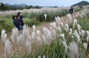 제주도의 가을