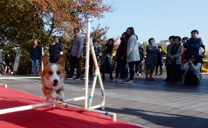 강남구청 펫 페스티벌 애완견 어질리티