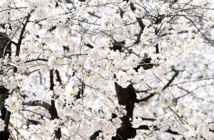 여의도 벚꽃축제