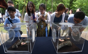 국립수목원, 멸종위기 1급 장수하늘소 '방생'