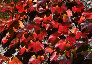 가을의 색