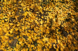 가을의 색