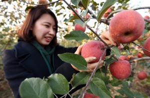 의성 사과 농장 스케치