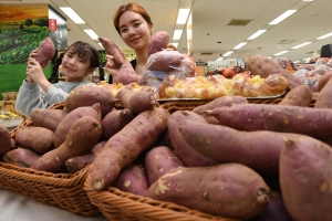 이마트 못난이 왕고구마