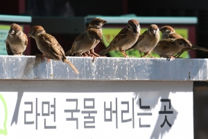 [TF사진관] '한강은 라면이 진리!' 참새도 빠진 'MSG의 맛'