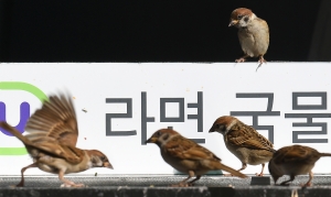 [TF사진관] '한강은 라면이 진리!' 참새도 빠진 'MSG의 맛'