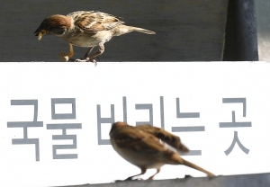 [TF사진관] '한강은 라면이 진리!' 참새도 빠진 'MSG의 맛'