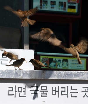 [TF사진관] '한강은 라면이 진리!' 참새도 빠진 'MSG의 맛'