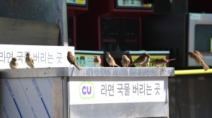 [TF사진관] '한강은 라면이 진리!' 참새도 빠진 'MSG의 맛'