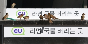 [TF사진관] '한강은 라면이 진리!' 참새도 빠진 'MSG의 맛'