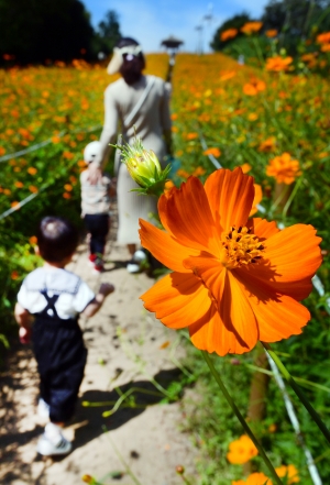 사진