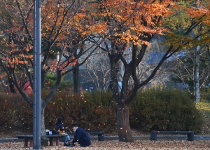 떨어지는 가을 낙엽