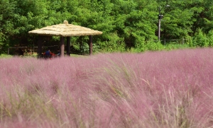 하늘공원 가을 스케치