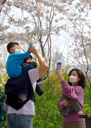 윤중로 전면 개방, 벚꽃길 산책