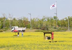 인천 하늘정원 유채꽃