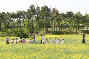 인천 하늘정원 유채꽃