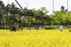 인천 하늘정원 유채꽃