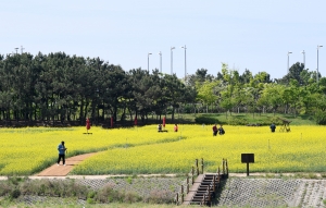 인천 하늘정원 유채꽃