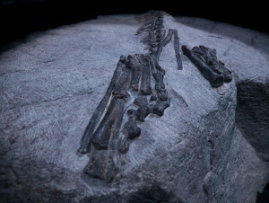 생생한 1억2000만년 전 모습...천연기념물 되는 '화성 뿔공룡' 화석