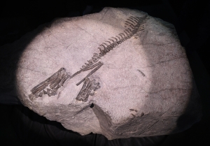생생한 1억2000만년 전 모습...천연기념물 되는 '화성 뿔공룡' 화석