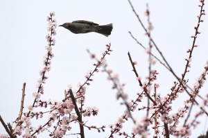 '봄이 왔어요' 활짝 핀 봄꽃