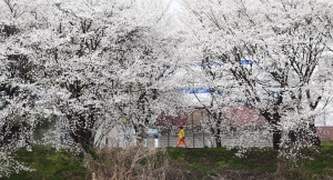 사진