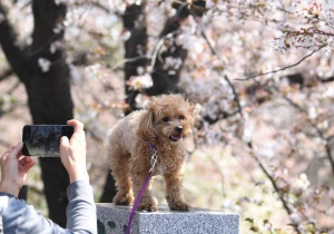 벚꽃 스케치