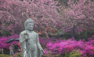 사진