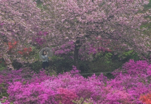 사진