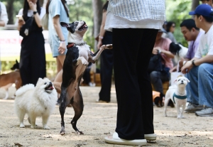 서초구 반련견 놀이터 개장