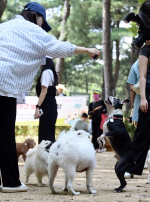 서초구 반련견 놀이터 개장