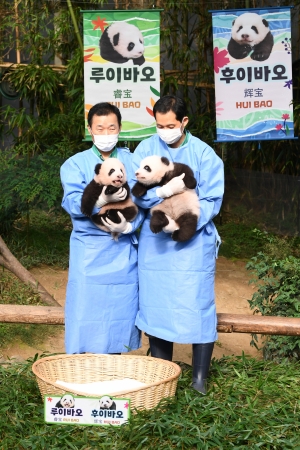 에버랜드 쌍둥이 판다 공개