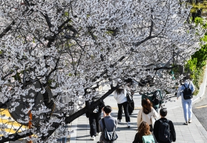 '성큼 다가온 봄' 평년보다 일찍 개화한 벚꽃