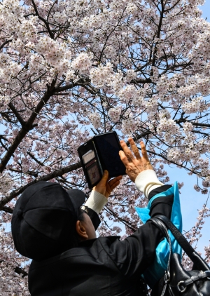 '성큼 다가온 봄' 평년보다 일찍 개화한 벚꽃