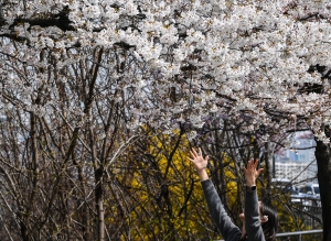 '성큼 다가온 봄' 평년보다 일찍 개화한 벚꽃