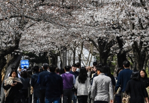 '성큼 다가온 봄' 평년보다 일찍 개화한 벚꽃