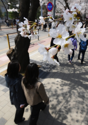 '성큼 다가온 봄' 평년보다 일찍 개화한 벚꽃