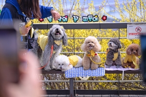 사진