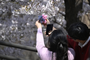 사진